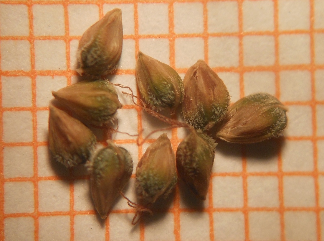 Carex grioletii / Carice di Griolet